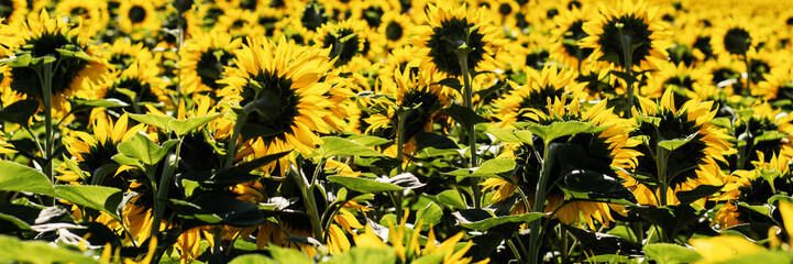 Panoramic photo of sunflowers in a large field in the morning. - 560330541