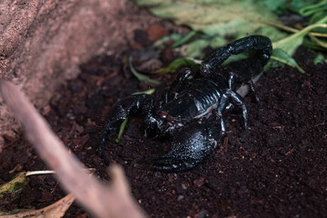 An adult scorpion in a terrarium.