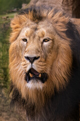 Obraz na płótnie Canvas Portrait of a male lion outdoors.