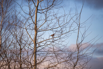 Tree in winter. A bird on a tree