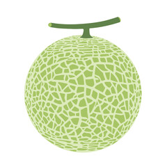 Cantaloupe melon, fruit vector illustration 10