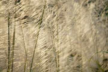Fototapeta premium white reeds flower
