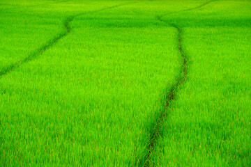 rice plantation