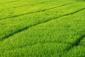 rice plantation