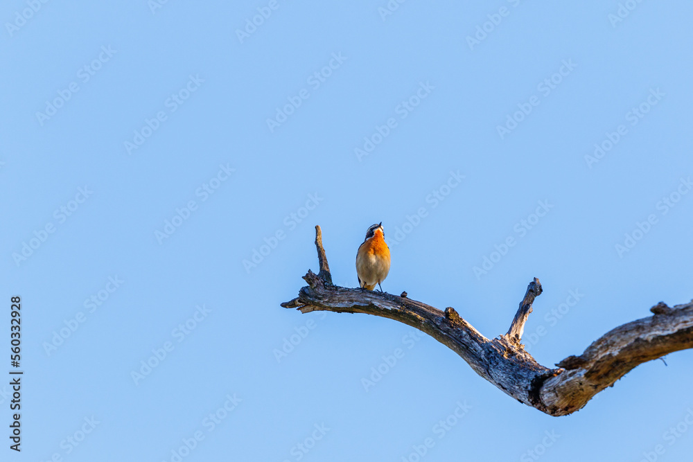 Sticker Whinchat bird sitting on a tree branch and looking up at the sky