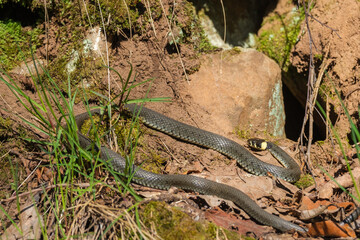 Grass snake lie in the sun to warm up in spring
