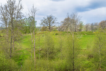 Fototapeta na wymiar Spring greenery on a meadow by a deciduous forest