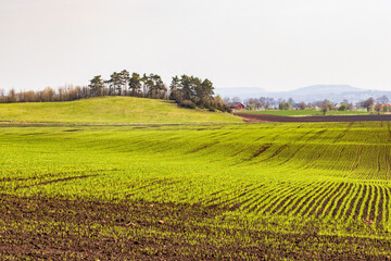 Fototapeta premium Green farmland at springtime