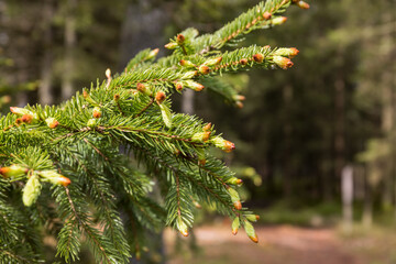 Spruce branch with green buds in spring