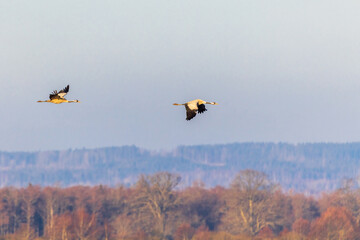Two Cranes flying over the treetops in spring