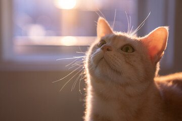 햇살과 고양이 노을 © 형윤 최