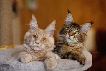 Portrait of two cute striped Maine Coon kittens red and gray lie on a play stand	
