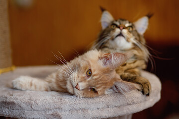Portrait of two cute striped Maine Coon kittens red and gray lie on a play stand	
