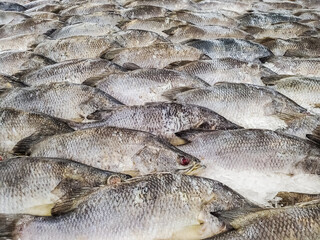 Many fresh Asian seabass, giant seaperch, barramundi or silver seaperch fish freezing on ice at seafood market or supermarket.giant seaperch,silver seaperch fish (Scientific name is Lates calcarifer)