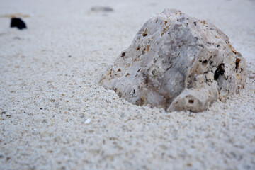 shell on the beach