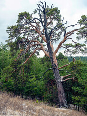 old mangled pine tree on top of a hill