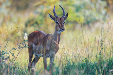 impala in the wild