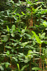 Banana tree plantation in nature garden