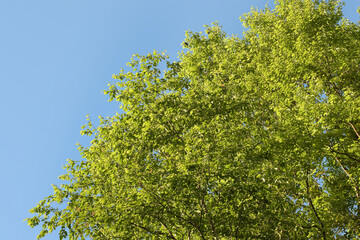 Landscape the big tree with nature background