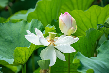 lotus flower
Korean Lotus Farm
sublime lotus flower
a pretty lotus flower
Buddhist flower

