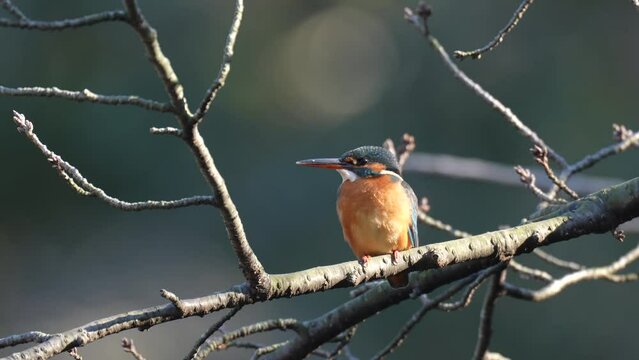 kingfisher is hunting a shrimp