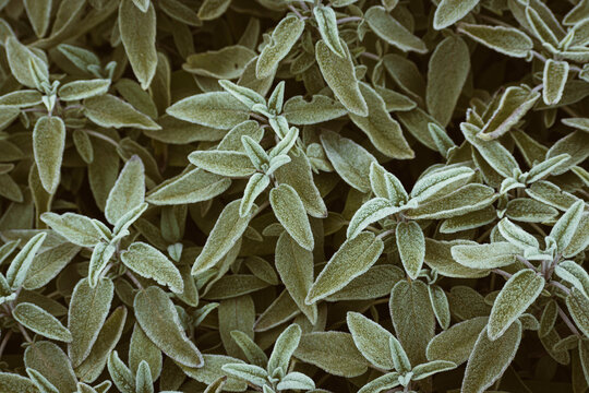 Frozen sage bush in december