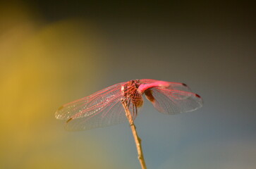dragonfly on a leaf