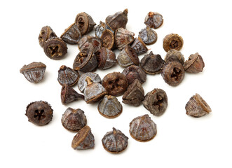 Dried fruits of eucaliptus globulus labill on white background