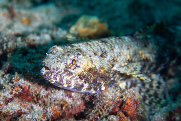 Sand Diver fish or Lizard Fish or Synodus intermedius (in latin) close up view