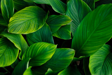 closeup nature view of green leaf and various background. Flat lay, dark nature concept, tropical leaf