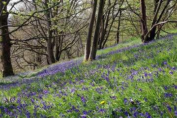 Woodland slope covered in Bluebells, Bow Wood Derbyshire England
