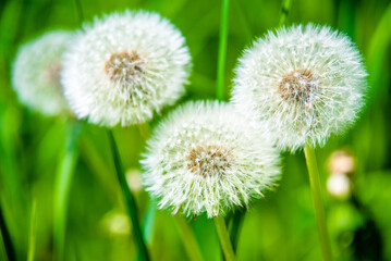 Fluffy dandelions in summer on green grass
