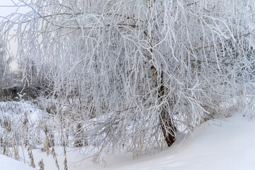 White birch on a snowy hillock on a frosty day. Ural, Russia.