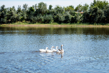 flock of geese on the pond