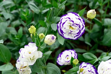 Amazing colour flower in the Chiangmai garden