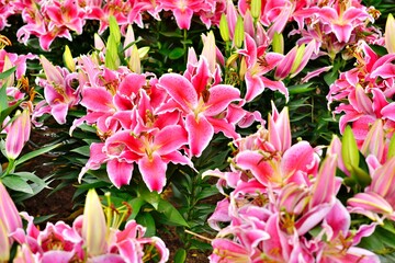 Fresh Pink Lily in the Chiangmai garden