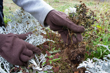 gardener weeds flowerbed after autumn frosts