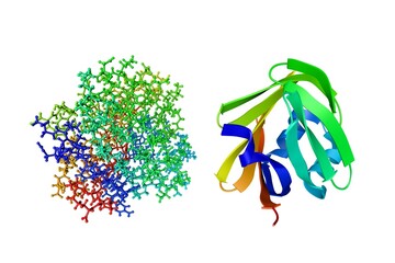 Recombinant human epidermal-type fatty acid binding protein. Crystal structure and molecular model. Rendering based on protein data bank entry 1jjj. Rainbow coloring from N to C. 3d illustration