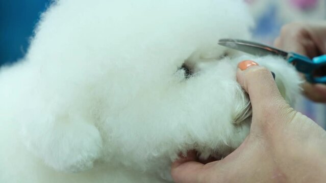 Groomer woman trims the hair on the muzzle of a white bichon frize dog with thinning scissors. Pet care.