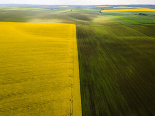 Aerial view. Yellow field of rape and wheat on the edge of the settlement. Blue sky with rare clouds.
