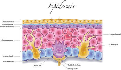 Epidermis anatomy closeup colorful illustration on a white background