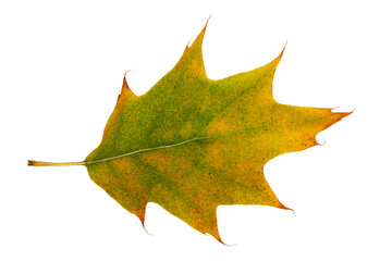 Autumn maple leaf bright on white background.