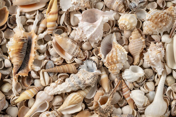 Seashells on the coast. Cockleshells. Background of shells. Summertime, vacation, travel, tourism concept - seashell lie on beach. Flat lay, top view, close-up
