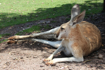 kangaroo in a zoo in australia