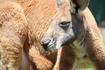 kangaroo in a zoo in australia
