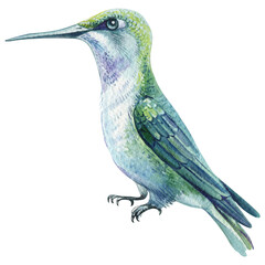 Tropical Beautiful birds, hummingbird watercolor illustration isolated on white background. Exotic bird