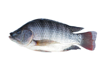Nile tilapia fish isolated on white background.Oreochromis niloticus