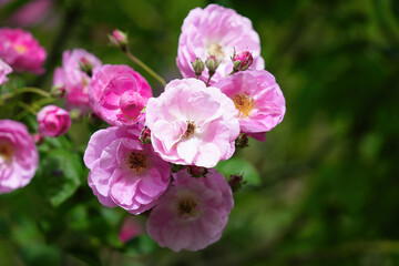Pink flower full open pink rose on tree in green garden for background.
