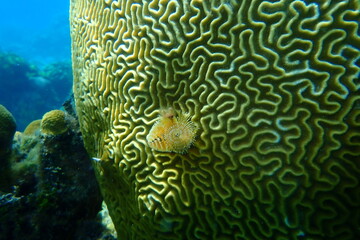 Polychaete Christmas tree worm or spiral-gilled tubeworm (Spirobranchus giganteus) and Symmetrical brian coral (Pseudodiploria strigosa) undersea, Caribbean Sea, Cuba, Playa Cueva de los peces