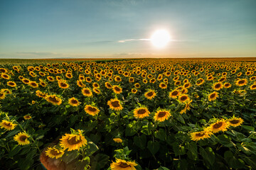 Obraz premium Agricultural sunflower fields, a sea of golden beauty as the sun shines down on the blooming flowers